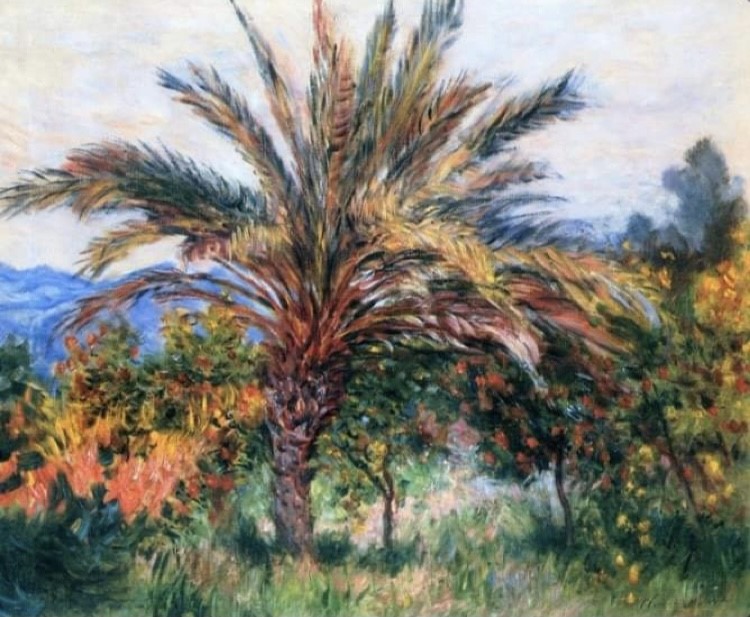 Monet Palm tree image