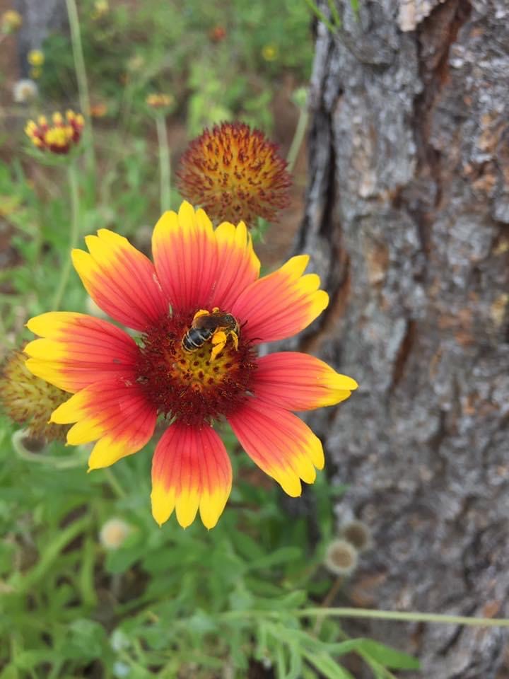 Bee on Blanket Flower